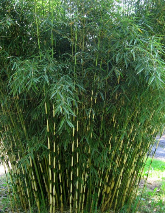 F.robusta - Bamboo